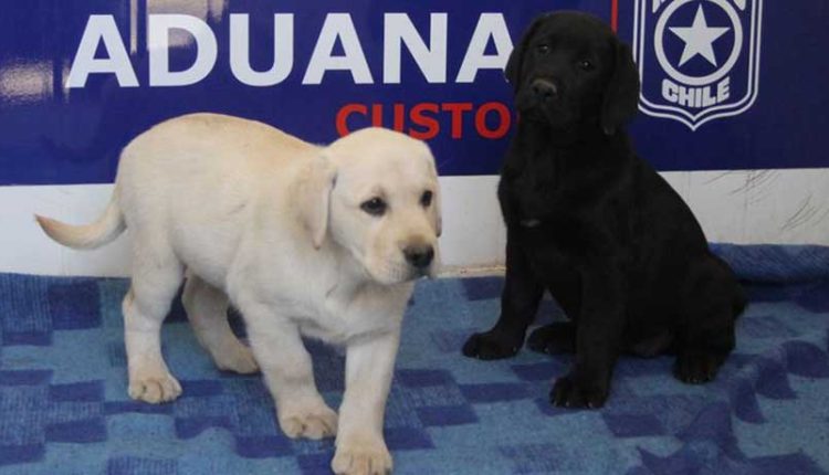 Cachorros