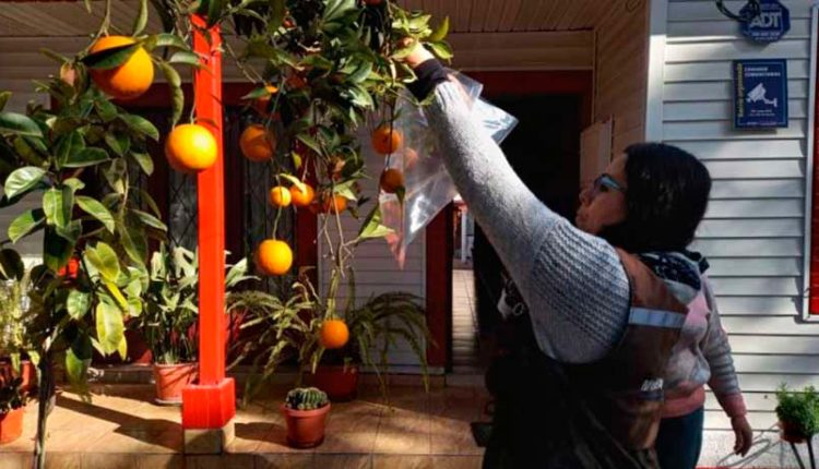 mosca de la fruta
