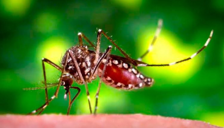 Aedes aegypti