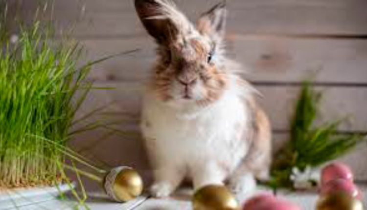 Conejo de Pascua
