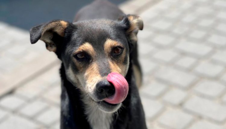 Día del perro adoptado