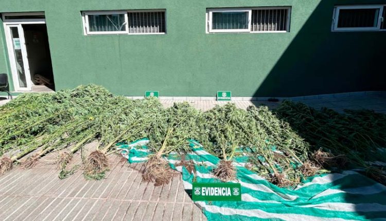 cultivo de marihuana