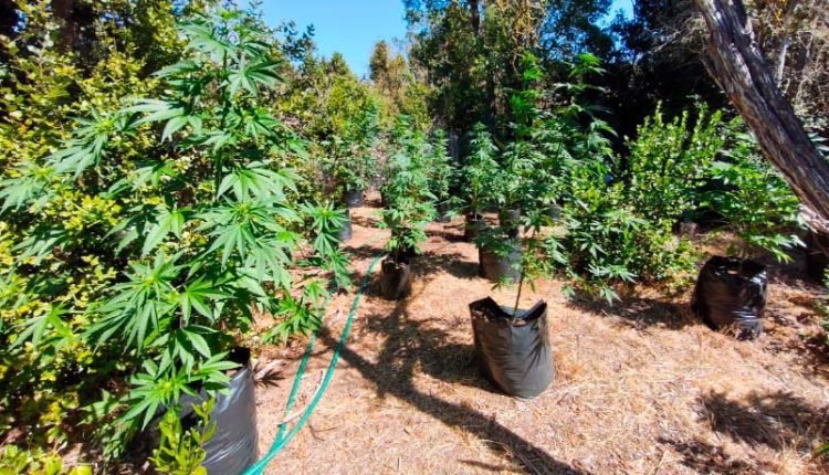 Marihuana