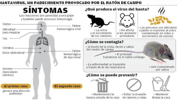hantavirus