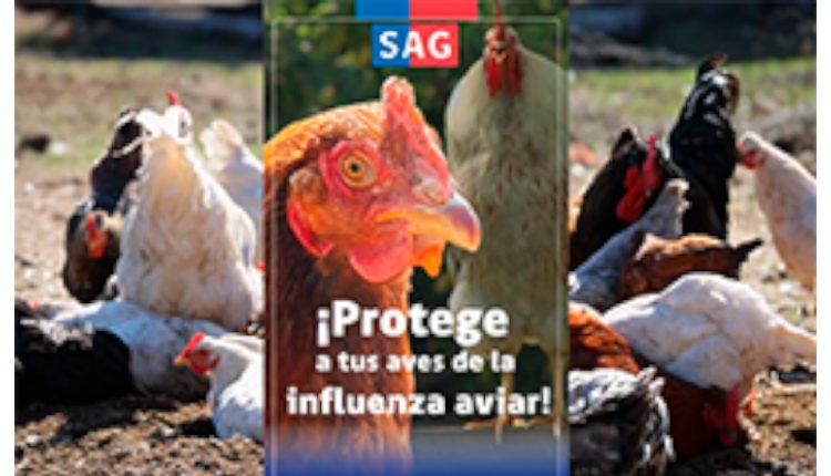 influenza aviar