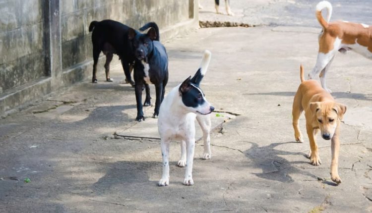 Perros comunitarios