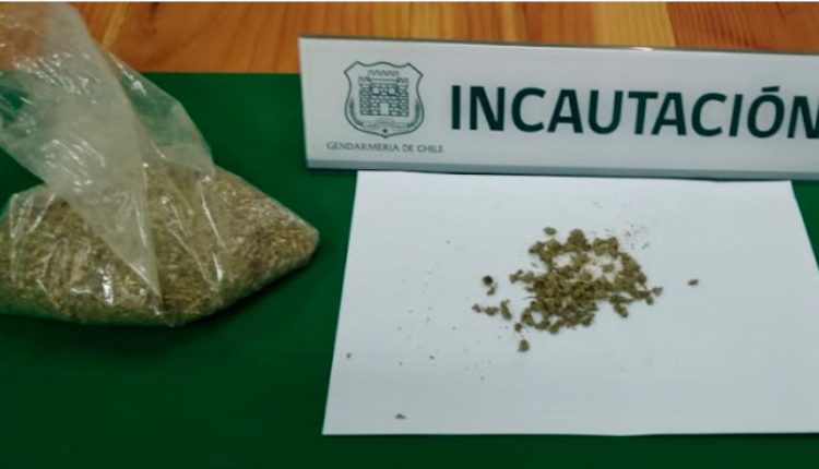 yerba mate